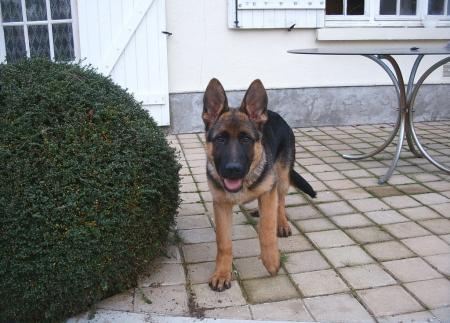 vidock mon berger allemand 4 mois